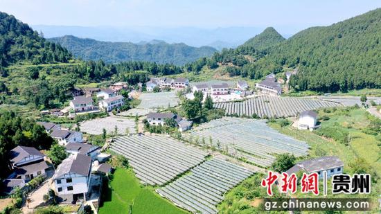 隆兴镇新光村华锋家庭农场葡萄园。 隆兴镇新光村华锋家庭农场葡萄园。