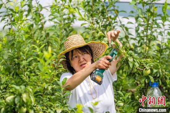 图为村民在常丰社区的皇后李种植基地管护即将成熟的皇后李 。罗大富 摄