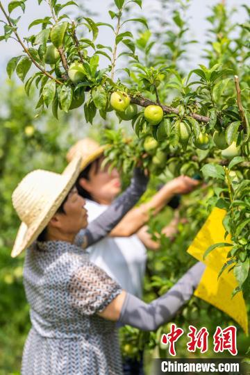 图为村民在常丰社区的皇后李种植基地管护即将成熟的皇后李 。罗大富 摄