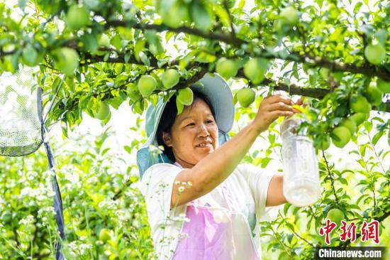 图为村民在常丰社区的皇后李种植基地管护即将成熟的皇后李 。罗大富 摄