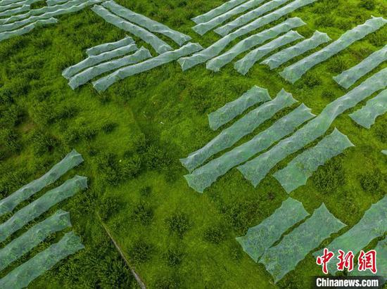 航拍贵州省毕节市七星关区归化街道常丰社区的皇后李种植基地。罗大富 摄