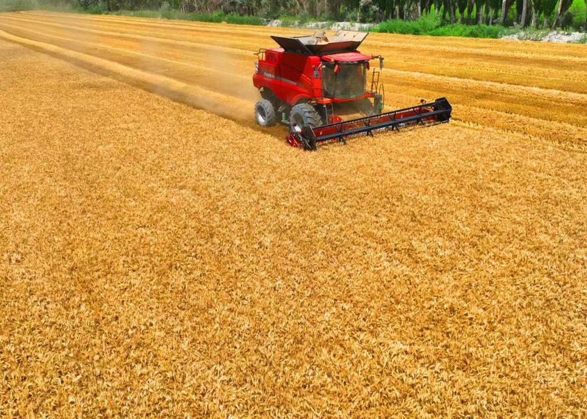 二十一团2.1万亩小麦陆续进入成熟收割期