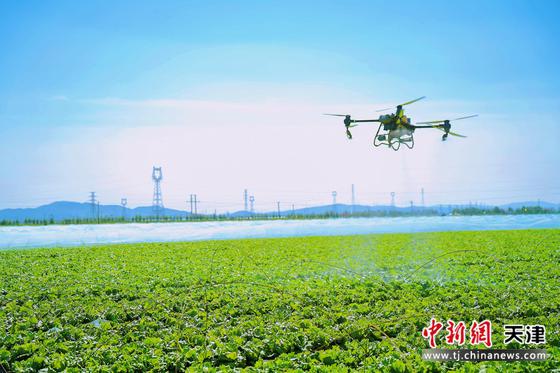 “肯家滋味团”好滋味溯源之旅生菜供应基地。(主办方供图) “肯家滋味团”好滋味溯源之旅生菜供应基地。(主办方供图)