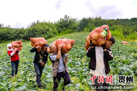 7月15日，务工群众采收蔬菜。汪仟 摄