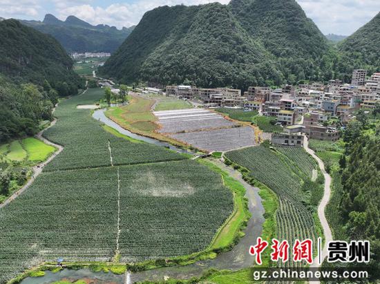 永增村黄瓜基地