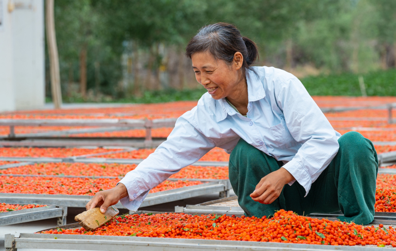 7月11日，在新疆尉犁縣小果農紅枸杞種植園，果農正在晾曬枸杞。汪志鵬 攝