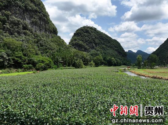 连片的黄瓜基地