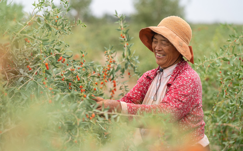 7月11日，在新疆尉犁縣小果農(nóng)紅枸杞種植園，果農(nóng)正在采摘枸杞。