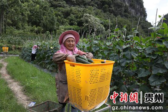 村民将采摘的黄瓜装进背篓