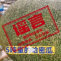 新疆惊现巨大哈密瓜？官方回应来了！