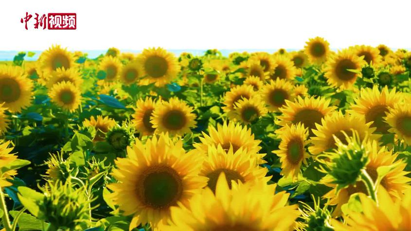 新疆阿勒泰：千亩向日葵花开尽享田园风景