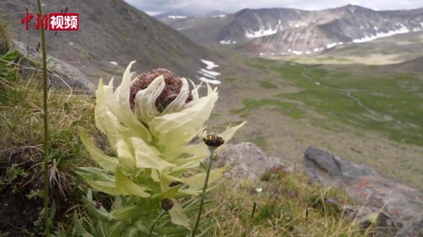 新疆：阿尔泰山区雪莲花在绝顶处绽放