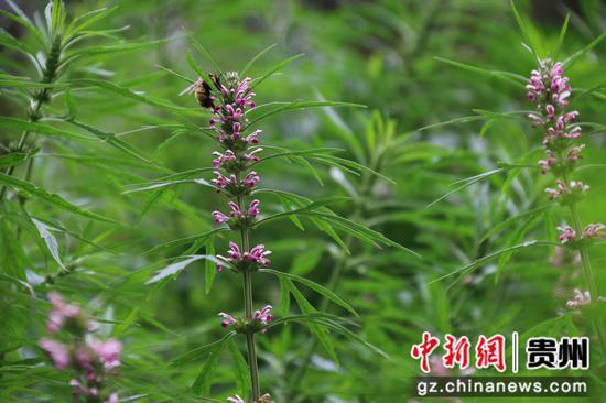 益母草花招蜂引蝶 益母草花招蜂引蝶
