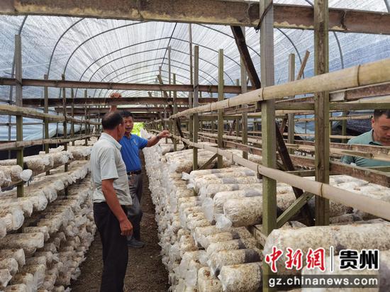 食用菌专家到基地指导技术。张岚艳摄
