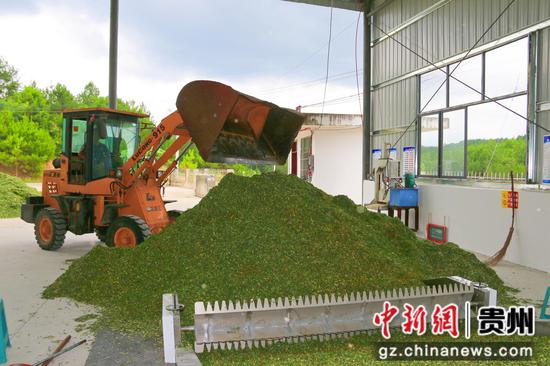 益母草加工 益母草加工