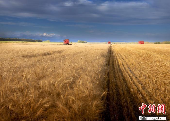 冬小麦平均亩产逾805公斤 新疆可克达拉市百亩示范田获高产