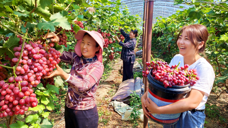 7月18日，駐村工作隊隊員和村干部與果農(nóng)一起采摘葡萄。華巖明攝