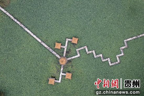 安龙荷花盛开引客来 安龙荷花盛开引客来