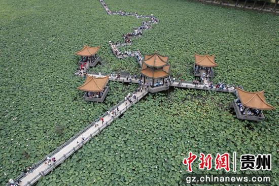 安龙荷花盛开引客来 安龙荷花盛开引客来