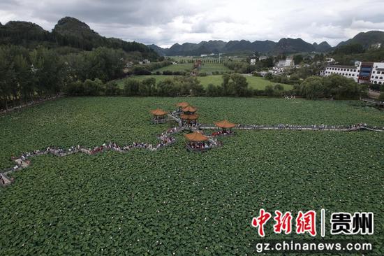 安龙荷花盛开引客来 安龙荷花盛开引客来