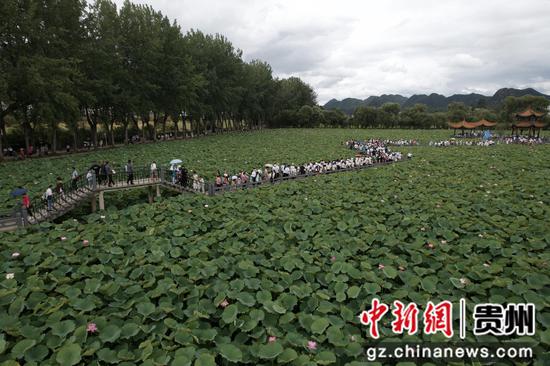 安龙荷花盛开引客来 安龙荷花盛开引客来