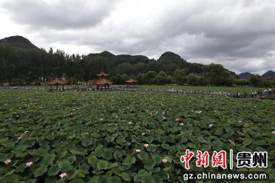 安龙荷花盛开引客来 安龙荷花盛开引客来