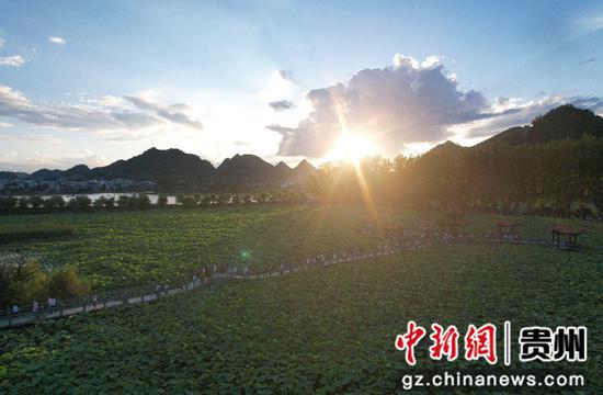 安龙荷花盛开引客来 安龙荷花盛开引客来