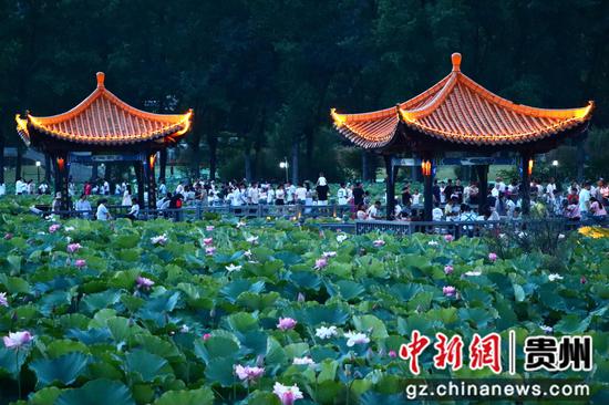 安龙荷花盛开引客来 安龙荷花盛开引客来