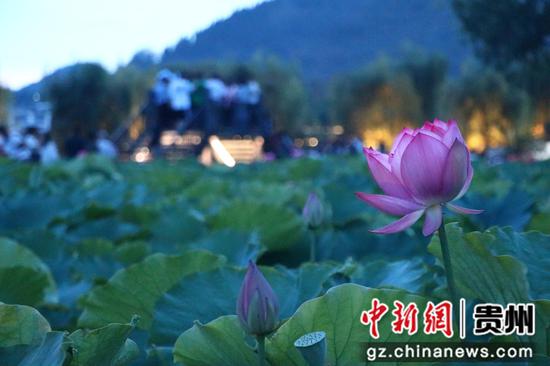 安龙荷花盛开引客来 安龙荷花盛开引客来