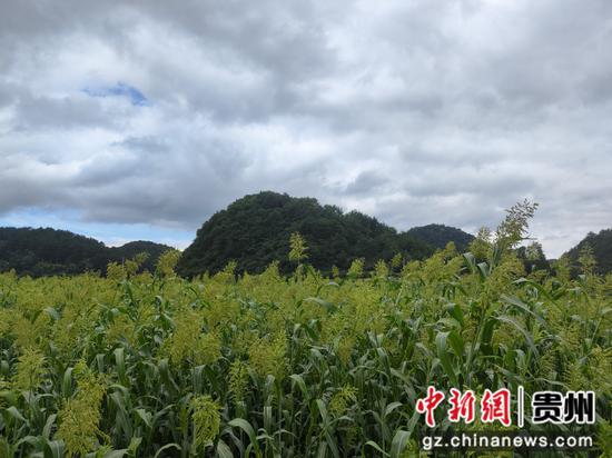 上水村上万亩高粱长势良好。田勇 摄 上水村上万亩高粱长势良好。田勇 摄