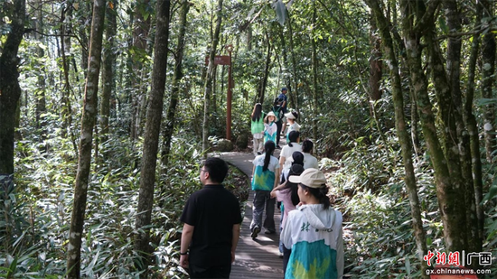 实践团成员在大明山丛林中寻找国家级保护植物及珍稀濒危野生植物。蒙玥盈 摄 实践团成员在大明山丛林中寻找国家级保护植物及珍稀濒危野生植物。蒙玥盈 摄