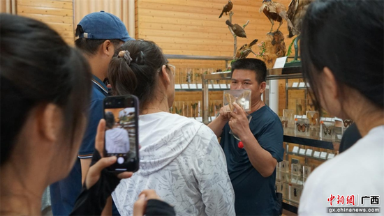 大明山工作人员给实践团师生展示植物标本。蒙玥盈 摄 大明山工作人员给实践团师生展示植物标本。蒙玥盈 摄