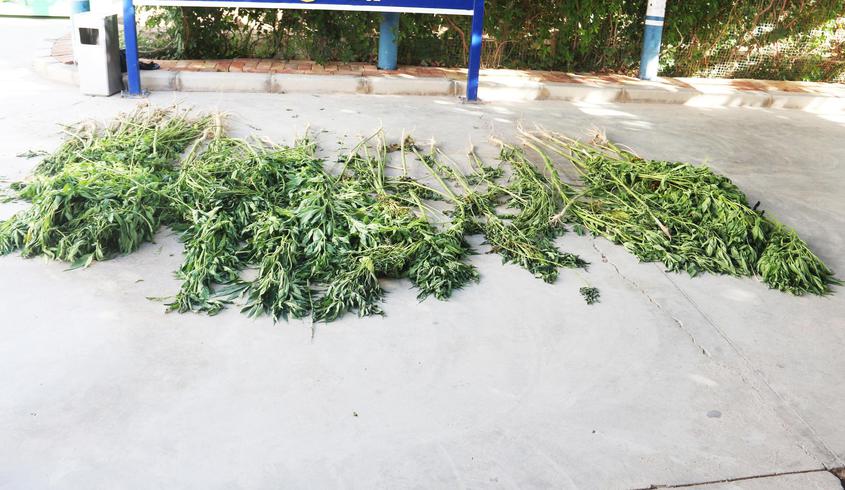 查获铲除非法种植大麻原植物193株