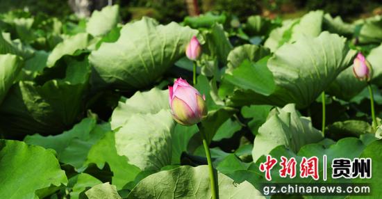 含苞待放的荷花。骆世明 摄 含苞待放的荷花。骆世明 摄
