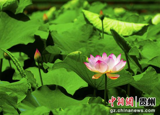 竞相开放的荷花。骆世明 摄 竞相开放的荷花。骆世明 摄