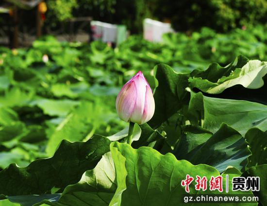 含苞待放的荷花。骆世明 摄 含苞待放的荷花。骆世明 摄