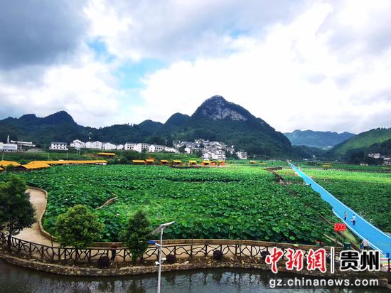 荷花盛开,吸引游客前来游玩。骆世明 摄 荷花盛开,吸引游客前来游玩。骆世明 摄