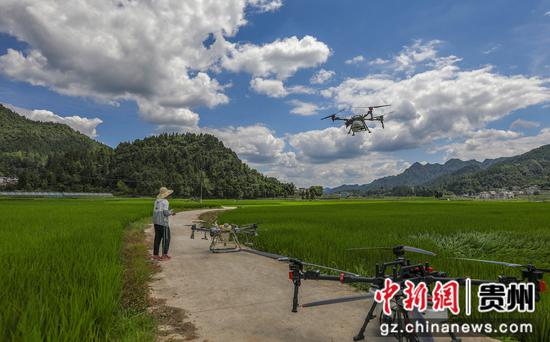 植保无人机在务川自治县黄都镇东山坝区为水稻喷洒农药。田东摄 植保无人机在务川自治县黄都镇东山坝区为水稻喷洒农药。田东摄