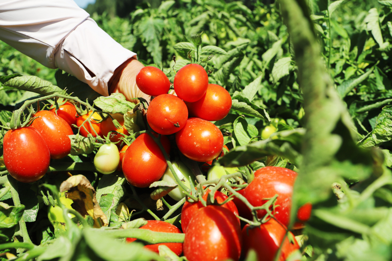 新疆和硕县多措并举做好工业番茄采收准备工作