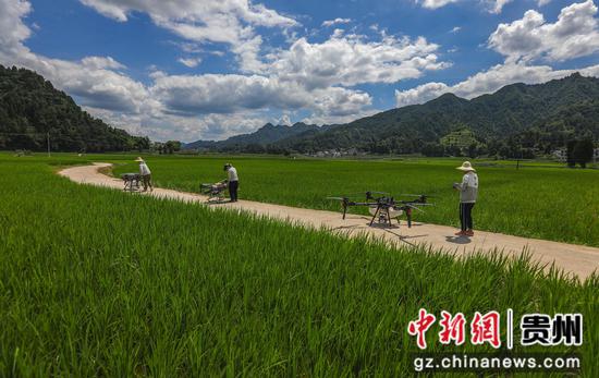植保无人机操作人员在务川自治县黄都镇东山坝区准备为水稻喷洒农药。田东摄 植保无人机操作人员在务川自治县黄都镇东山坝区准备为水稻喷洒农药。田东摄