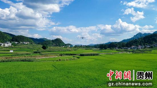 植保无人机在务川自治县黄都镇东山坝区准备为水稻喷洒农药。田东摄 植保无人机在务川自治县黄都镇东山坝区准备为水稻喷洒农药。田东摄