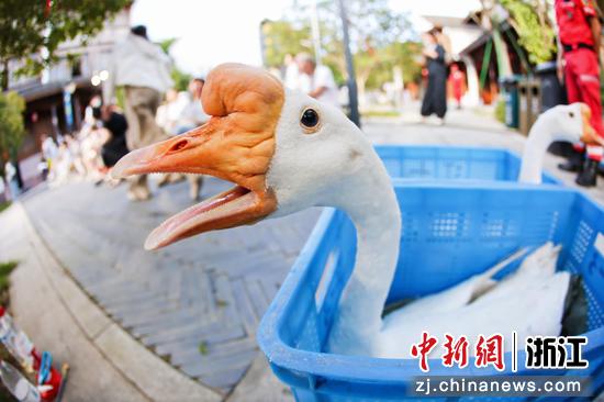 象山白鹅。（象山农业农村局供图）