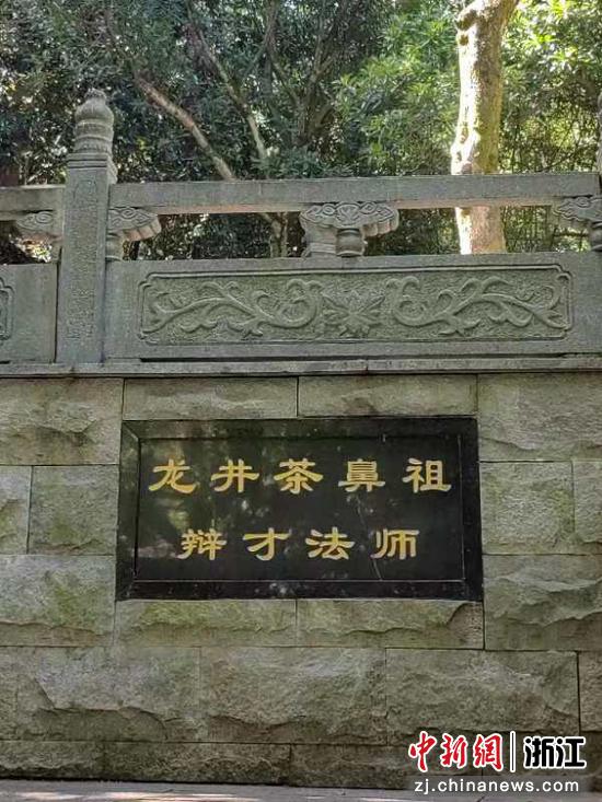老龙井  作者供图