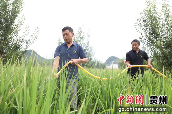 种植户正在给已施肥的旱稻浇水