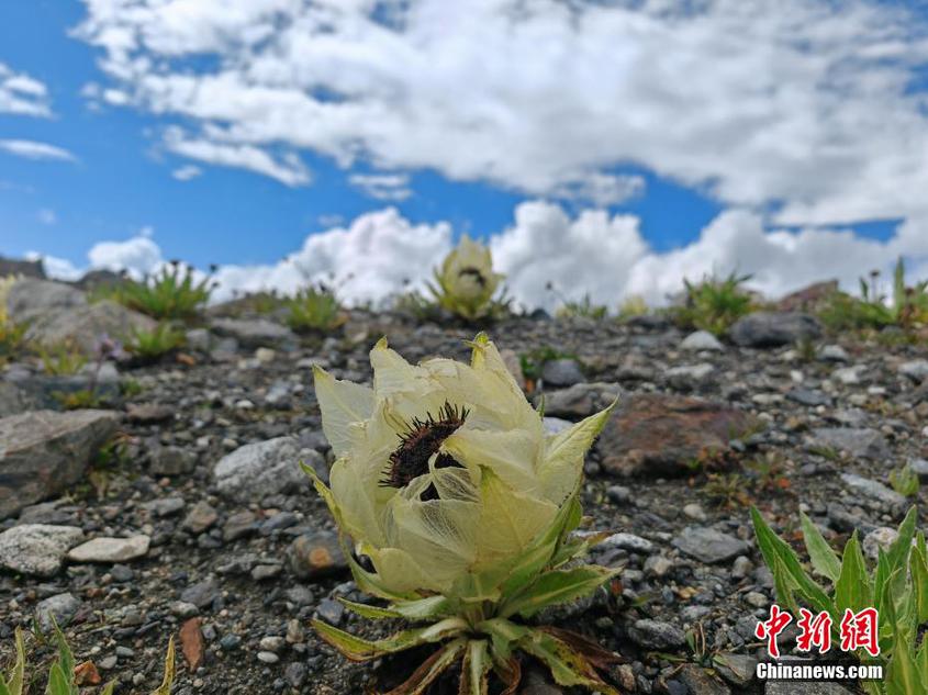 7月31日，在新疆生產(chǎn)建設(shè)兵團(tuán)第四師七十八團(tuán)夏草場一處海拔近4000米的冰達(dá)坂上，成片綻放著天山雪蓮，圣潔而美麗。據(jù)了解，天山雪蓮生長在天山山脈的高海拔地區(qū)，因其花朵冰清玉潔、美若仙子，被譽(yù)為“雪域之花”。 賽力波·庫萬德克 攝