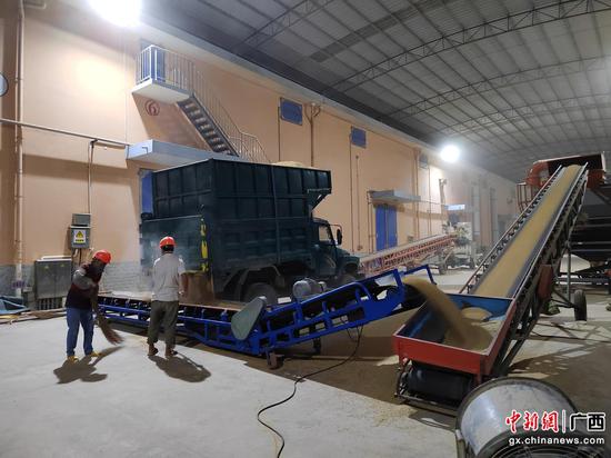 收购稻谷入库现场 陆升朝 摄