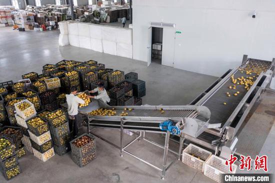 图为工人在贵州省从江县一家企业的百香果深加工车间生产线上忙碌。吴德军 摄 图为工人在贵州省从江县一家企业的百香果深加工车间生产线上忙碌。吴德军 摄