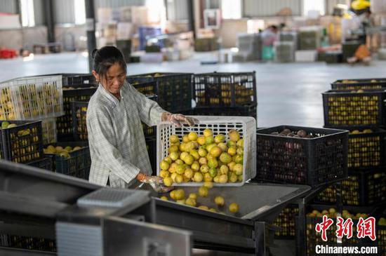 图为工人在贵州省从江县一家企业的百香果深加工车间生产线上忙碌。吴德军 摄 图为工人在贵州省从江县一家企业的百香果深加工车间生产线上忙碌。吴德军 摄