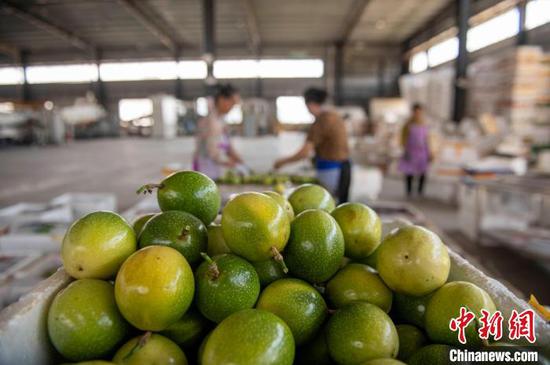 图为村民在从江县贯洞镇百香果种植基地分拣百香果。吴德军 摄 图为村民在从江县贯洞镇百香果种植基地分拣百香果。吴德军 摄