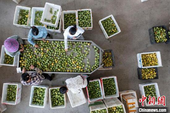 图为工人在贵州省从江县一家企业的百香果深加工车间生产线上忙碌。吴德军 摄 图为工人在贵州省从江县一家企业的百香果深加工车间生产线上忙碌。吴德军 摄